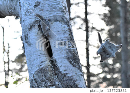 北海道の春の公園で夕方に繁殖行動の争いで白樺の幹から跳んで逃げるエゾモモンガ 137523881