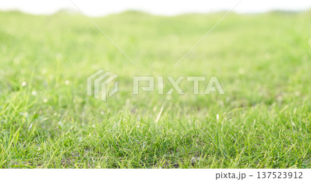 Green grass background with shallow depth of field and bokeh.      137523912