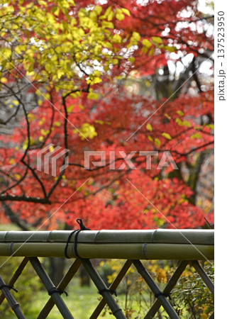 光悦垣と紅葉 光悦垣と紅葉 137523950