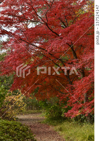 京都の秋の紅葉の散歩道 京都の秋の紅葉の散歩道 137524147