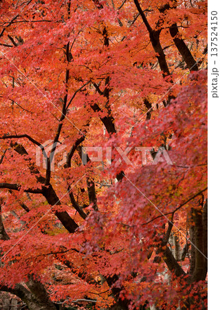重なり合う紅葉したモミジの大木 重なり合う紅葉したモミジの大木 137524150