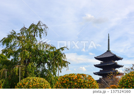東寺 不二桜と五重塔 東寺 不二桜と五重塔 137524160