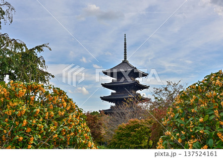 東寺 五重塔と金木犀 東寺 五重塔と金木犀 137524161