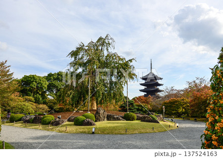 東寺 不二桜と五重塔 東寺 不二桜と五重塔 137524163