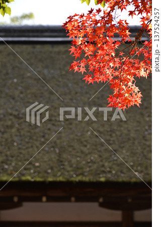 神社の屋根と紅葉 神社の屋根と紅葉 137524257