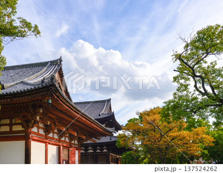 東寺 講堂と紅葉 東寺 講堂と紅葉 137524262