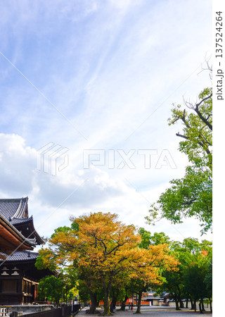東寺 講堂と紅葉 東寺 講堂と紅葉 137524264