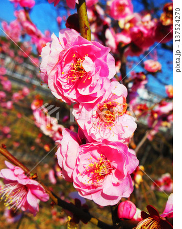 紅梅と青空の風景（都市農業公園にて2026年撮影） 137524270