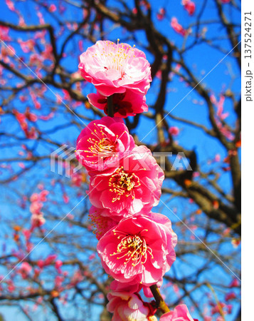 紅梅と青空の風景（都市農業公園にて2026年撮影） 137524271
