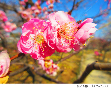 紅梅と青空の風景（都市農業公園にて2026年撮影） 137524274