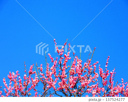 紅梅と青空の風景（都市農業公園にて2026年撮影） 137524277