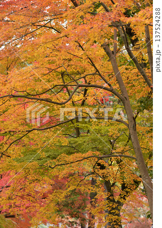 色とりどりの紅葉 色とりどりの紅葉 137524288