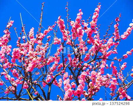 紅梅と青空の風景（都市農業公園にて2026年撮影） 137524298