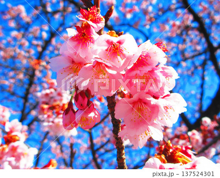 紅梅と青空の風景(都市農業公園にて2026年撮影) 紅梅と青空の風景(都市農業公園にて2026年撮影) 137524301