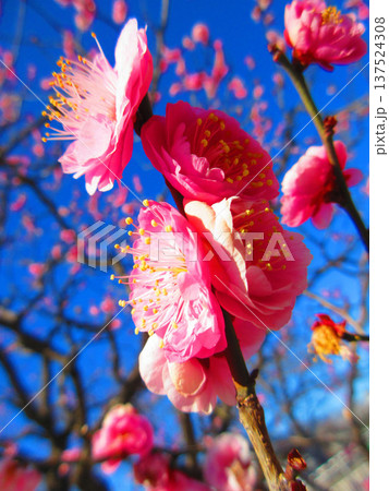 紅梅と青空の風景（都市農業公園にて2026年撮影） 137524308