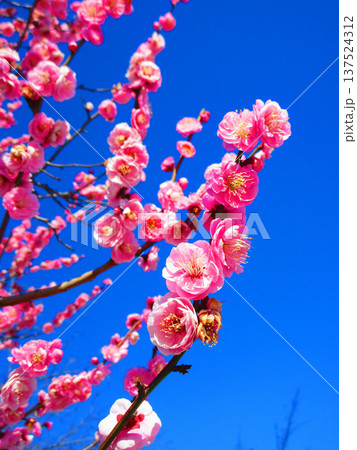 紅梅と青空の風景（都市農業公園にて2026年撮影） 137524312