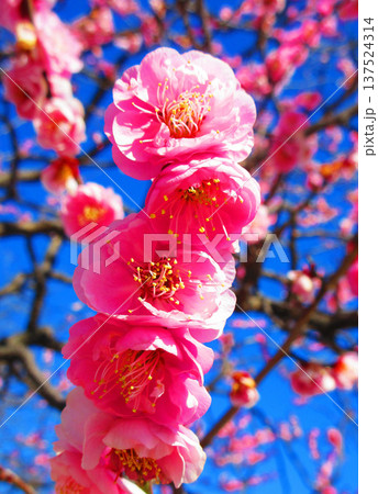 紅梅と青空の風景（都市農業公園にて2026年撮影） 137524314