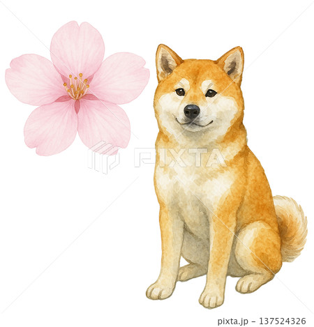 柴犬と桜の水彩イラスト 春のかわいい犬素材 137524326