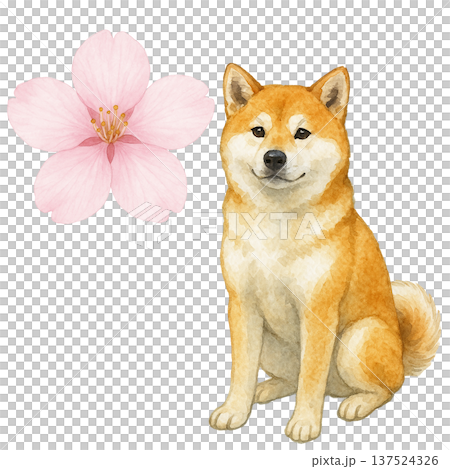 柴犬と桜の水彩イラスト 春のかわいい犬素材 137524326