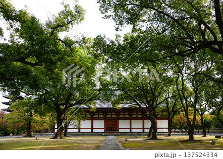 東寺 講堂 東寺 講堂 137524334