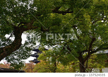 東寺　教王護国寺　伽藍の紅葉 137524335