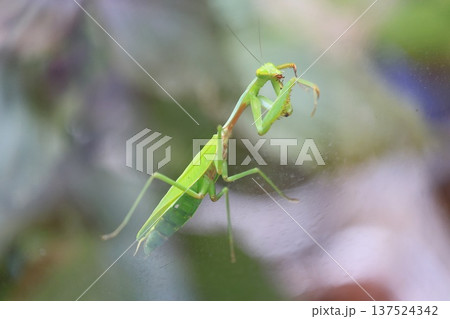 カマキリ 蟷螂 昆虫 137524342