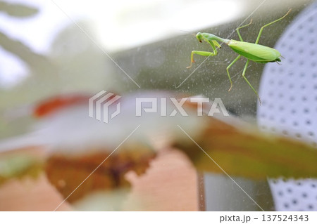 カマキリ 蟷螂 昆虫 137524343