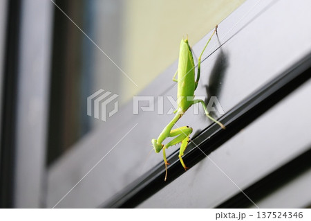 カマキリ 蟷螂 昆虫 137524346
