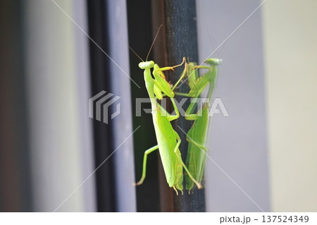 カマキリ 蟷螂 昆虫 137524349