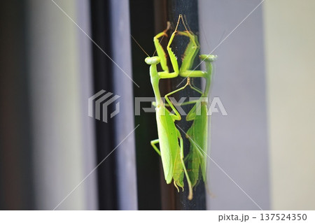 カマキリ 蟷螂 昆虫 137524350