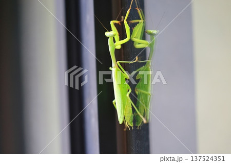 カマキリ 蟷螂 昆虫 137524351