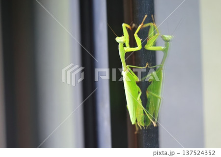 カマキリ 蟷螂 昆虫 137524352
