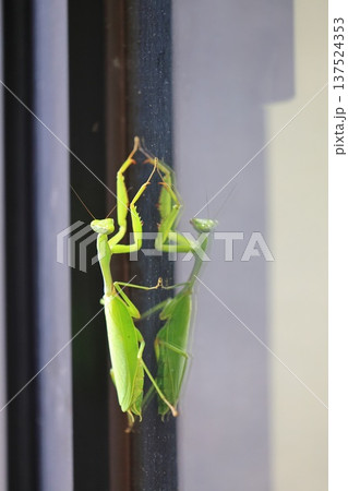 カマキリ 蟷螂 昆虫 137524353