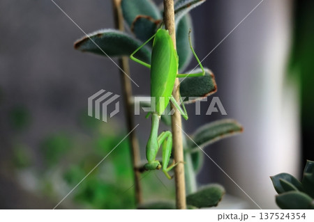 カマキリ 蟷螂 昆虫 137524354