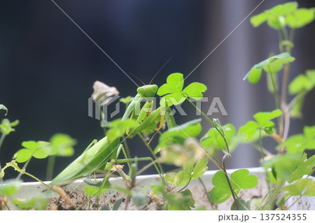 カマキリ 蟷螂 昆虫 137524355