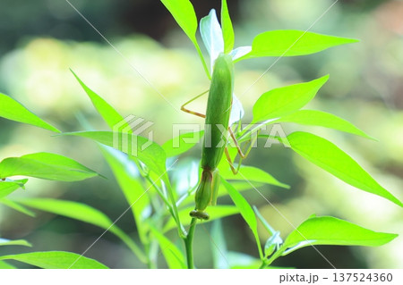 カマキリ 蟷螂 昆虫 137524360