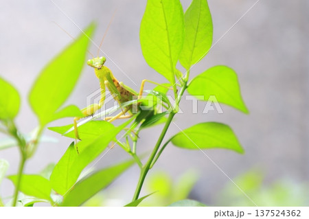 カマキリ 蟷螂 昆虫 137524362