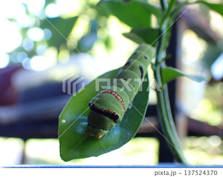 幼虫 幼魚 幼生 137524370