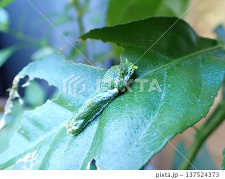 幼虫 幼魚 幼生 137524373