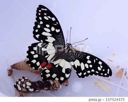 蝶 チョウ 蝴蝶 137524375
