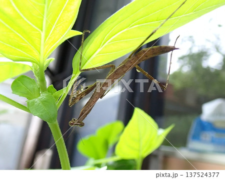 カマキリ 蟷螂 昆虫 137524377