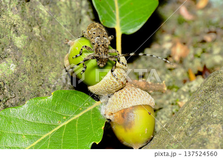 カタジロゴマフカミキリとドングリ 137524560