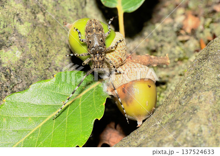 カタジロゴマフカミキリとドングリ 137524633