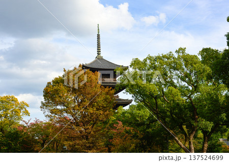 東寺 五重塔と紅葉 東寺 五重塔と紅葉 137524699