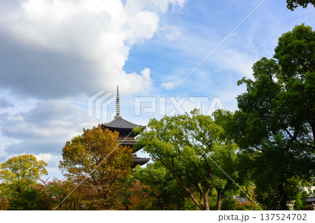 東寺 五重塔と紅葉 東寺 五重塔と紅葉 137524702