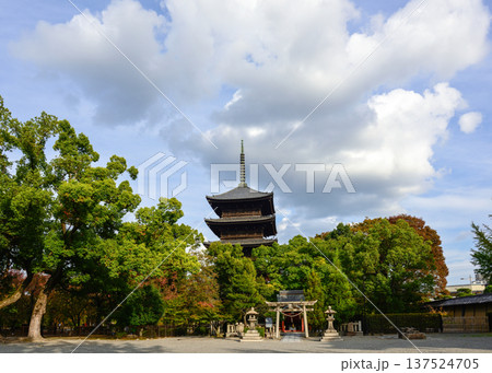 東寺　五重塔と紅葉 137524705
