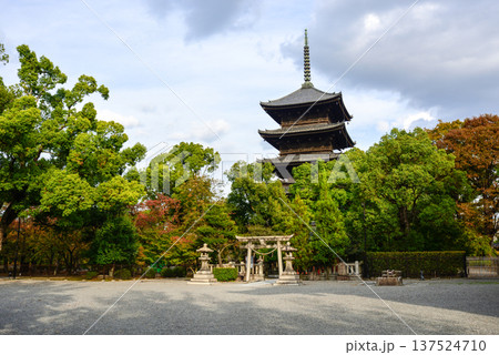東寺 五重塔と紅葉 東寺 五重塔と紅葉 137524710
