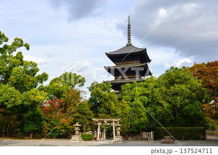東寺　五重塔と紅葉 137524711