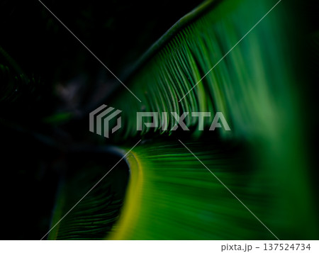 Vibrant Green and Yellow Cycad Palm Fronds Abstract Close-up with Dark Shadow Background Texture Pattern Vibrant Green and Yellow Cycad Palm Fronds Abstract Close-up with Dark Shadow Background Texture Pattern 137524734