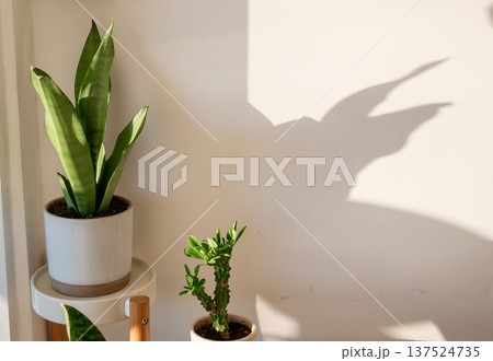 Modern Indoor Plant Display with Snake Plant and Succulent on Wooden Stand Modern Indoor Plant Display with Snake Plant and Succulent on Wooden Stand 137524735